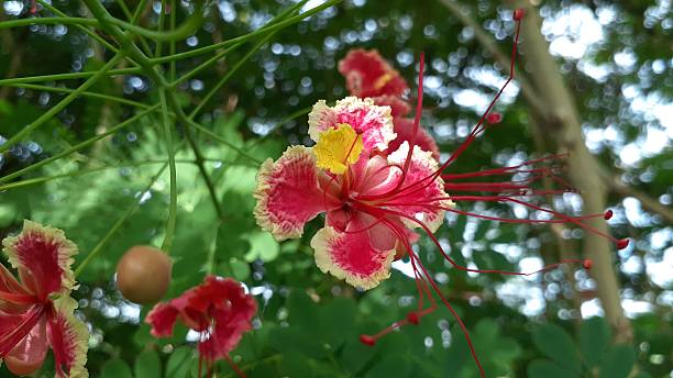 istock Caesalpinia pulcherrima flower 2250736470