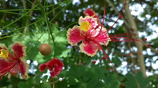 istock Caesalpinia pulcherrima flower 2250736510