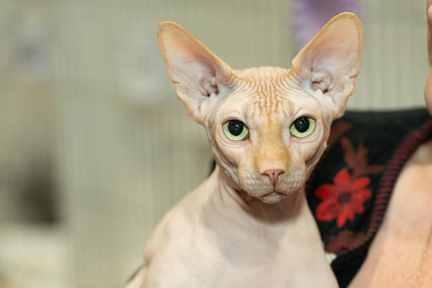 Portraits of sphynx cats
