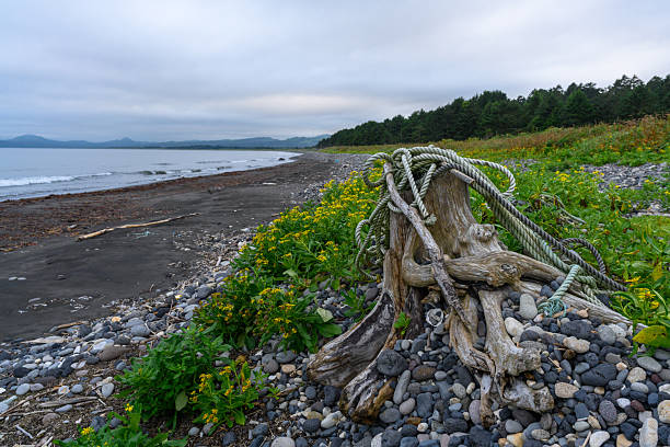 Driftwood rests on a rocky beach, surrounded by blooming wildflowers and a serene sea. Overcast skies meet calm waters, revealing the beauty of Russia's natural landscape.