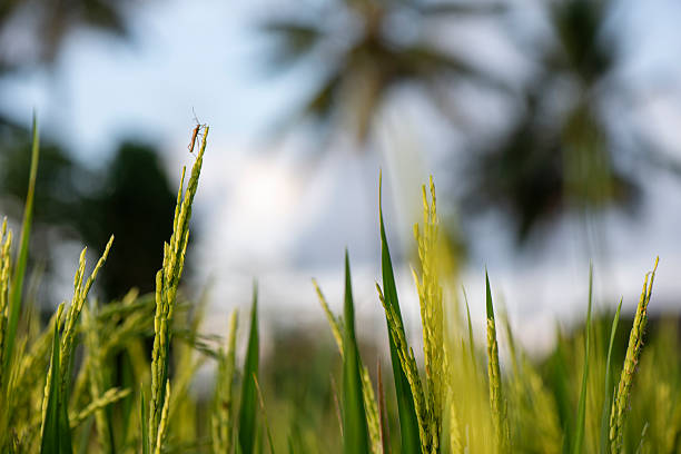 An insect is perched on top of a rice plant in a field near Ubud, Bali on February 15, 2017.