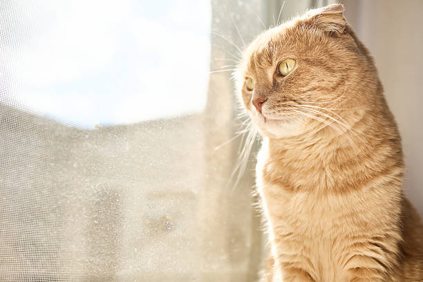 istock Cat sitting by the window, enjoying the sunlight and looking outside on a clear day 2250739093