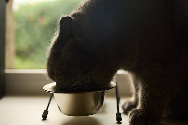 istock Cat enjoying a meal from a silver bowl by the window in a cozy home setting during daylight 2250739164
