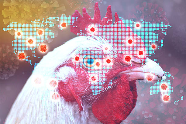 istock Global Bird Flu Pandemic 2250739378