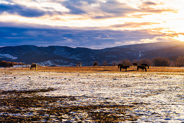 Rural country western scenic landscape with horses on ranch and dramatic warm golden hour light.