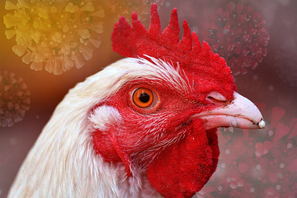 istock Avian Bird Flu Pandemic 2250739611