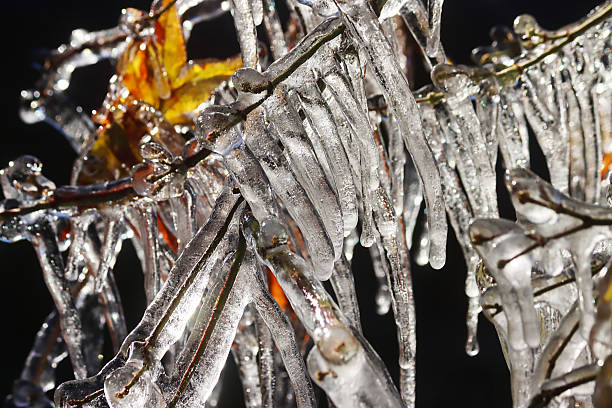 Stock photo showing winter, garden setting with close-up view of bare, maple tree branch and twigs covered in ice with hanging icicles.