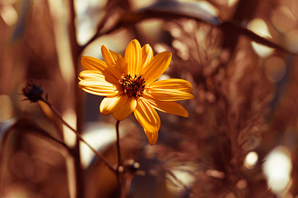 A vivid orange flower stands out against a soft, blurred background of brown stems and late-day light. Warm tones evoke autumn, nature, and calm outdoor scenes suitable for lifestyle and design projects.