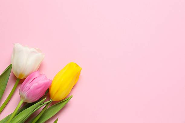 istock Beautiful fresh tulips on color background 2250741570