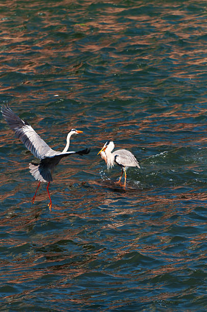 istock Herons fishing 2250741633