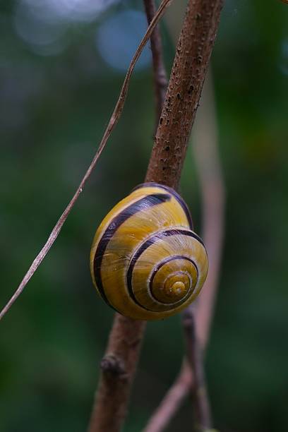 istock Yellow Banded Snail Macro 2250741823