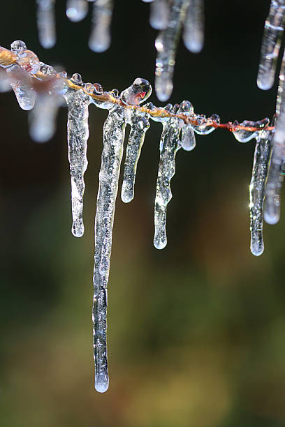 Stock photo showing winter, garden setting with close-up view of bare, maple tree branch and twigs covered in ice with hanging icicles.