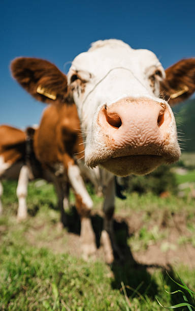istock cow in the rural scene 2250743238