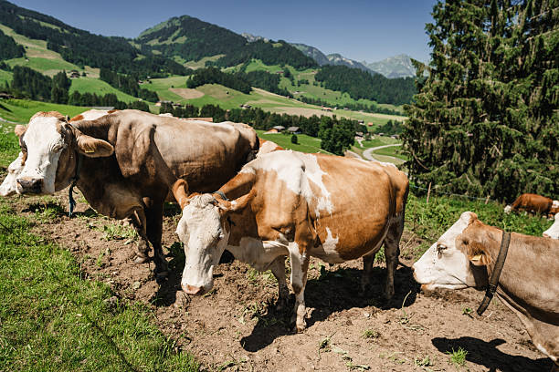 cow in the rural scene