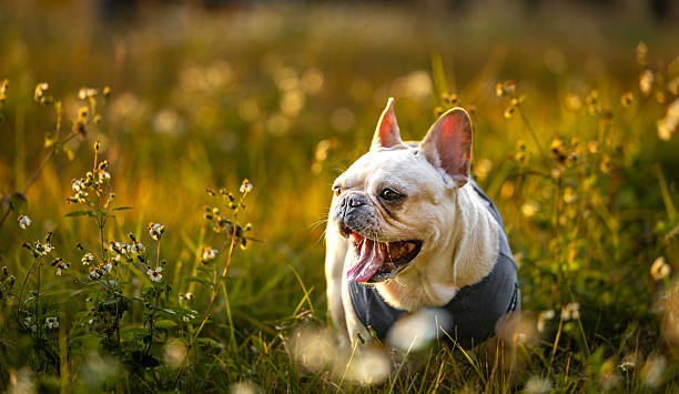 As the sun sets in the west, a French bulldog is happily playing on the grass outdoors.