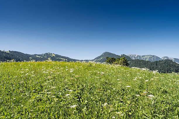 A summer view of Rochers de Naye with clouds drifting through the peaks and alpine wildflowers blooming across the green slopes.