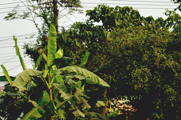 Vibrant green leaves on a tree branch in a bright outdoor setting. Natural light highlights fresh foliage, conveying growth and nature suitable for garden, outdoors, and environmental themes.