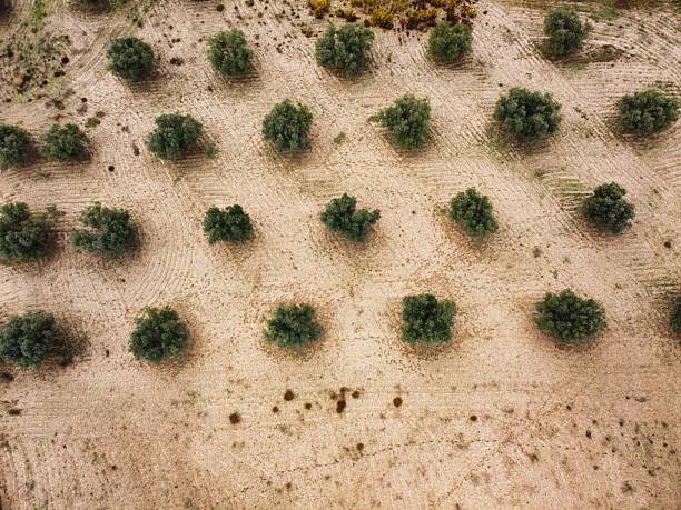 istock Trees are planted in rows on a dry landscape with visible patterns in the soil and sparse vegetation around them 2250745712