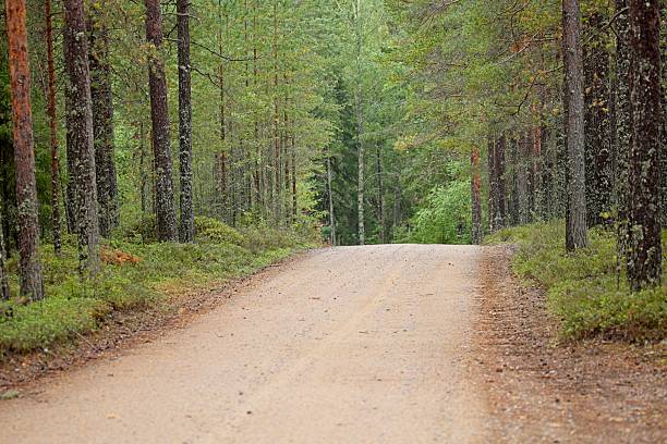 Gravel road going through forest on summer day, Seitseminen National Park, Finland.