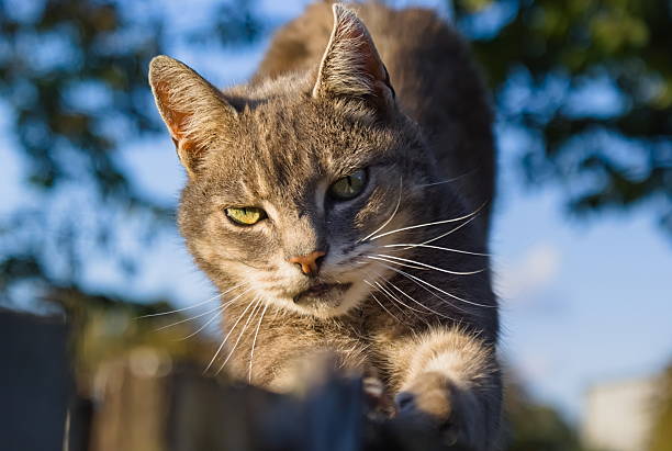 close up of cute tabby on  soft focus natural background