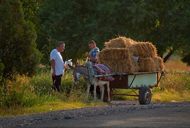 Uzgen, Kyrgyzstan. August 05, 2019. Two elderly Kyrgyz men are talking peacefully next to a donkey-drawn cart loaded with hay, the most common mode of transport in the mountain villages.