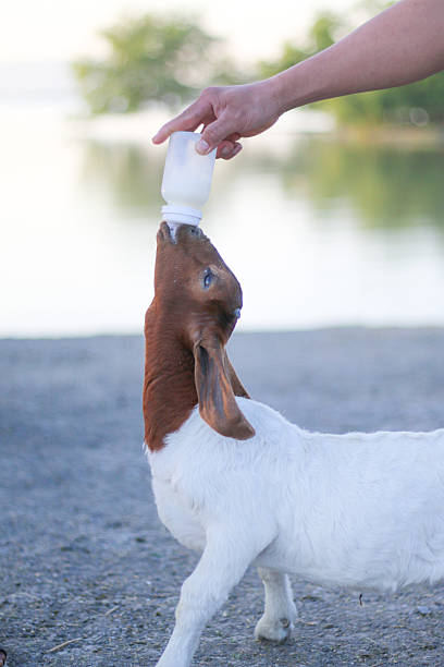 A young goat eagerly drinking milk from a bottle held by a person, capturing care, nurturing, farm life, animal kindness, and the gentle bond between humans and livestock.