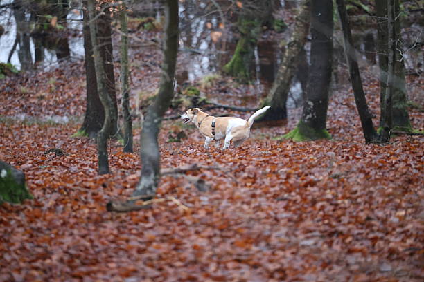 dog running in leaf-covered forest in autumn
