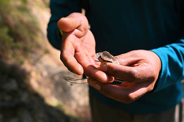 A tourist gently holds a butterfly in cupped hands, showcasing delicate wing details in a sunlit forest in Binsar Forest Reserve in Uttarakhand, India. The image highlights themes of wildlife appreciation, biodiversity, gentle interaction with nature, and the rich ecological beauty of Himalayan forests.