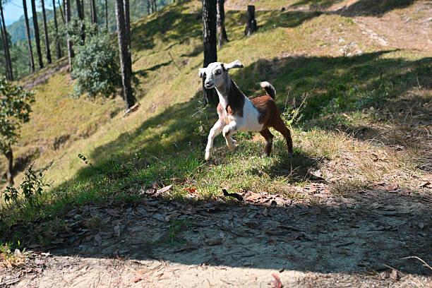 A lively young goat leaps across a grassy hillside surrounded by tall pine trees and sunlit slopes. This joyful moment captures the charm of rural Himalayan life in villages located near Binsar Forest Reserve, where livestock freely roam the terraced landscapes and forest edges.