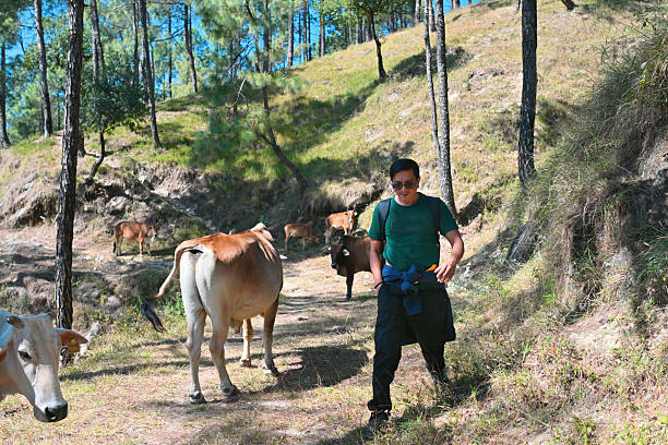 A hiker strolls calmly along a sunlit hillside path while cows graze freely around him—an everyday pastoral scene often found in the villages near Binsar Forest Reserve, where forest trails blend seamlessly with local rural life.