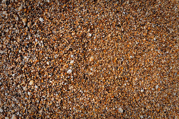 Seashells and Pebbles Spilling on Sandy Beach Shore