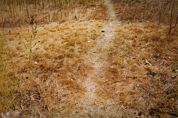 Trail winds through field of dry, dead grass and scattered wild plants in late autumn or early winter. Overhead view captures worn dirt path and texture of withered vegetation with sparse trees in