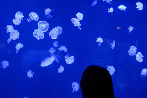 istock Multiple translucent jellyfish swimming together in bright blue aquarium water, overhead composition landscape orientation, underwater wildlife photography. 2250752021