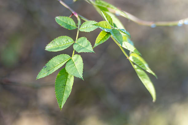 Fresh dog rose leaves Rosa canina catch sunlight with tiny water drops. Green leaflets stand out against a soft forest bokeh.