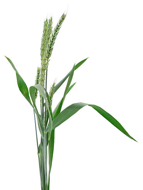 istock Green Wheat Ears Isolated on White Background 2250755387