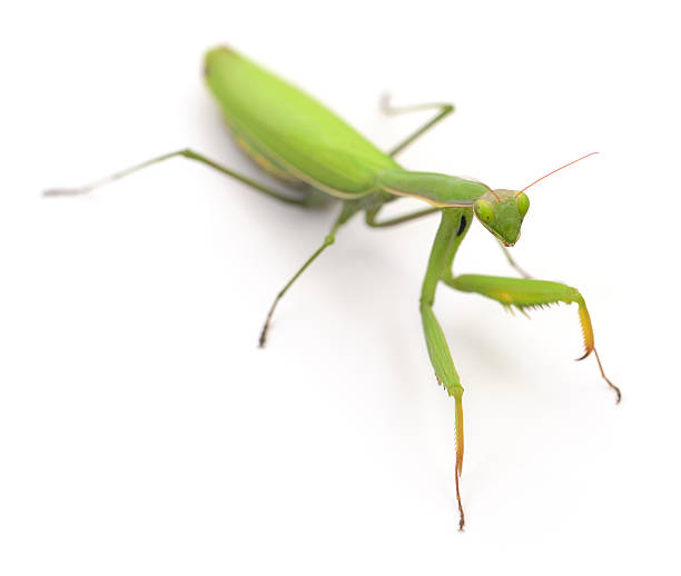 istock Green praying mantis isolated on white background 2250755388