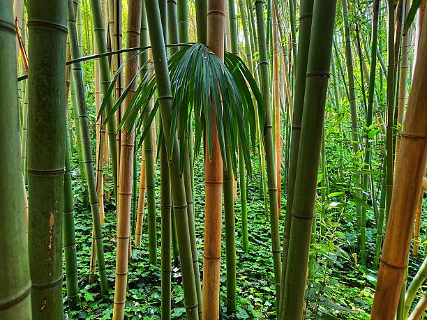 istock beautiful green bamboo forest seen from below 2250755843