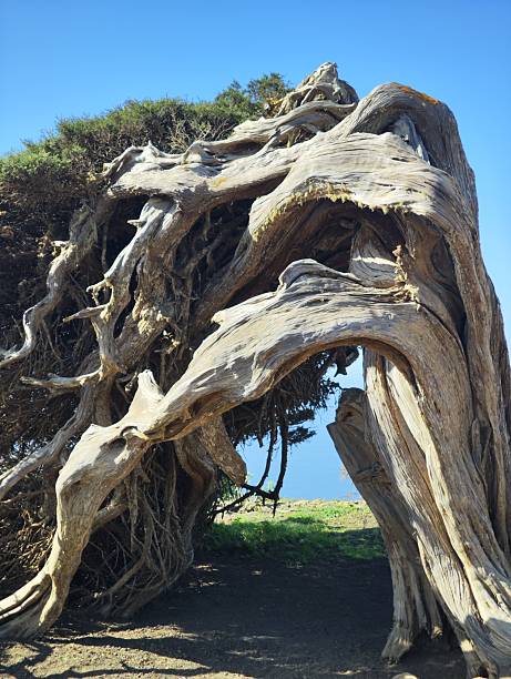 istock Twissted juniper in El Hierro 2250756180
