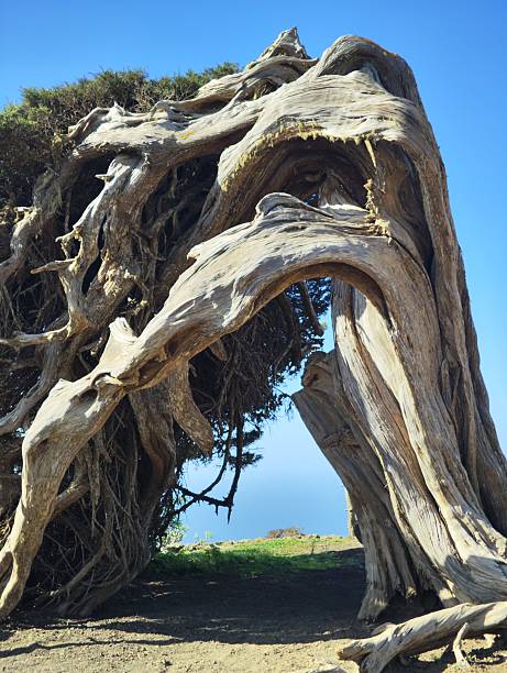 istock Twissted juniper in El Hierro 2250758336