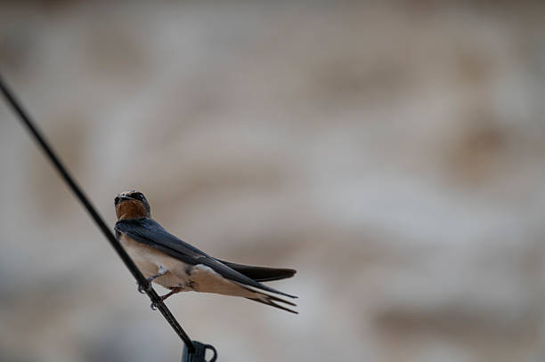 Bird wildlife photo. Focus concept. Individual concept. Bird photography. Back to nature hobby.