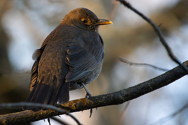 Female Blackbird with dark brown plumage searches for food amongst the trees of St. James's Park, London.