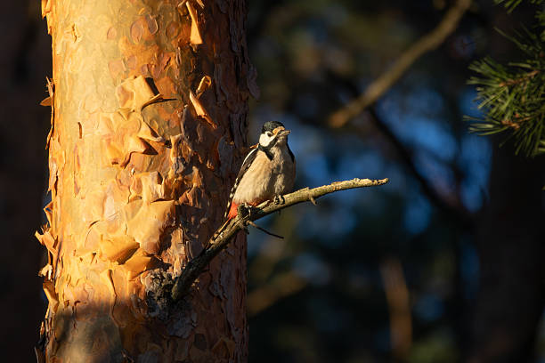Great spotted Woodpecker perched on a birch branch photographed horizontally golden hour