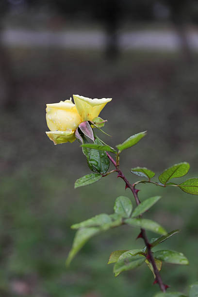 Close-up view of a delicate yellow rosebud covered with fresh raindrops, captured outdoors in natural light with a soft blurred background.