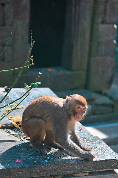 A young monkey sits quietly on a stone platform within the ancient Jageshwar Temple complex in Uttarakhand, India. Soft sunlight highlights its fur as it pauses near the intricately carved stone structures that date back centuries. Surrounded by offerings and natural elements, the scene reflects the coexistence of wildlife and spirituality in this serene Himalayan pilgrimage site.