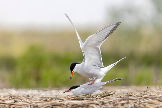 istock Mating behavior of common tern at Marker Wadden in the Netherlands during spring season 2250759710