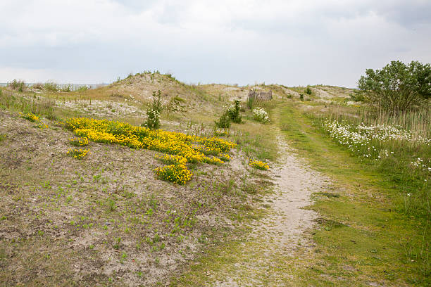 A path winds through Marker Wadden, surrounded by yellow wildflowers and green grass. The scenery shows natural vegetation under a cloudy sky. People may enjoy walking and exploring.