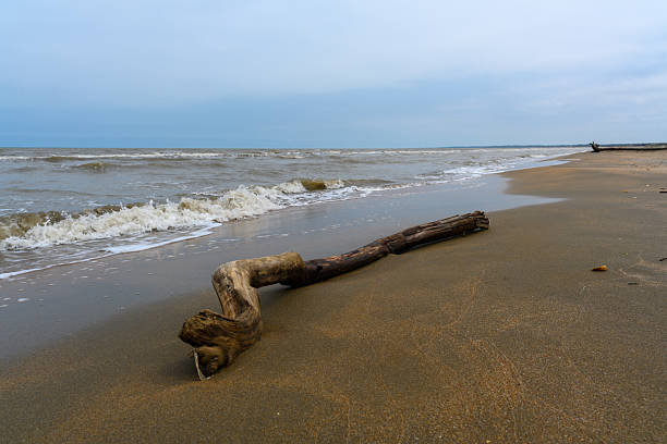 istock Driftwood on a Sandy Beach with Overcast Skies 2250759932