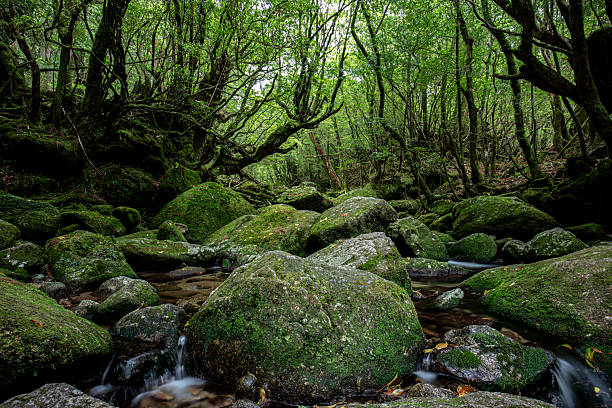 istock Yakushima: The Forest of Princess Mononoke 2250760061