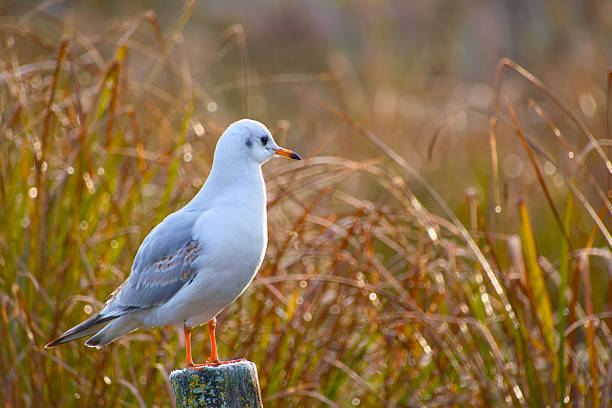 Black-headed gull standing on a mossy wooden post with sparkling dew on tall grass in the soft morning light