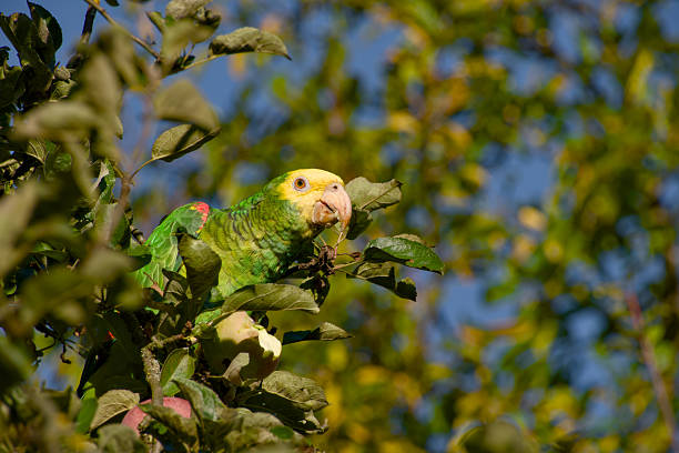 Yellow-naped amazon parrot, Amazona auropalliata, Jurong Bird Park, Singapore